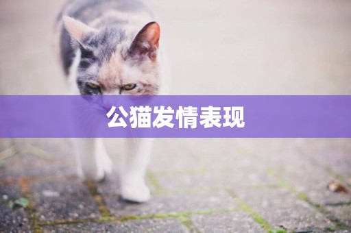 公貓發情表現