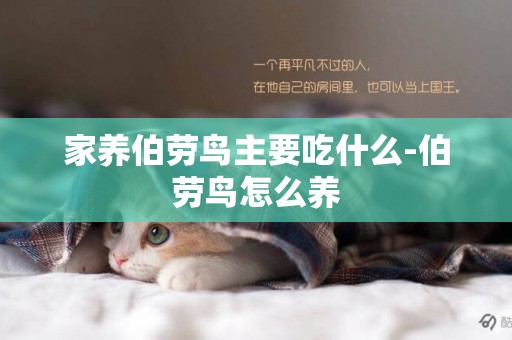 家養伯勞鳥主要吃什么-伯勞鳥怎么養