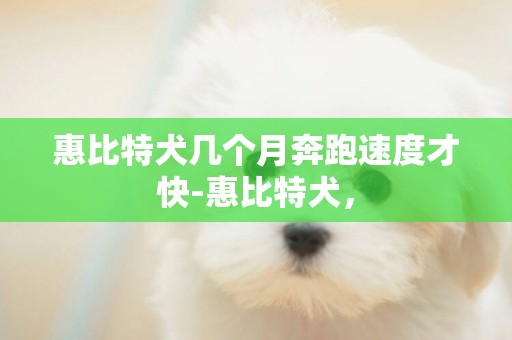 惠比特犬幾個月奔跑速度才快-惠比特犬，