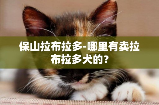 保山拉布拉多-哪里有賣拉布拉多犬的？