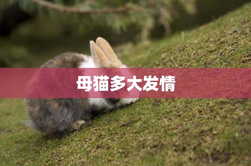 母貓多大發情