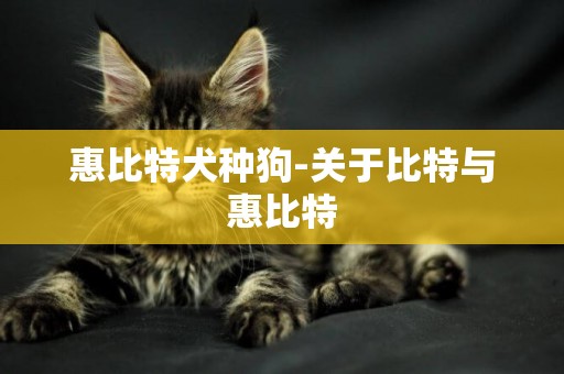 惠比特犬種狗-關于比特與惠比特