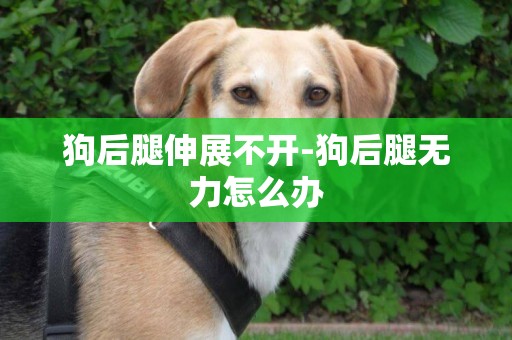 狗后腿伸展不開-狗后腿無力怎么辦