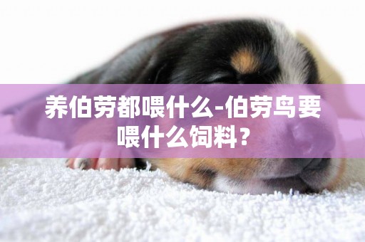 養伯勞都喂什么-伯勞鳥要喂什么飼料？