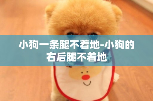 小狗一條腿不著地-小狗的右后腿不著地