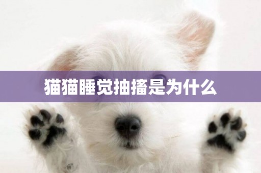 貓貓睡覺抽搐是為什么