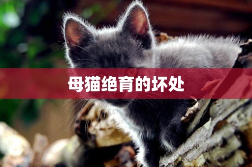 母貓絕育的壞處