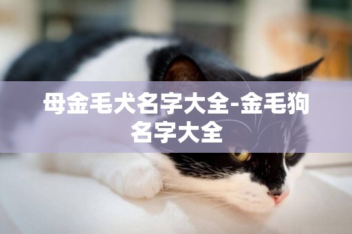 母金毛犬名字大全-金毛狗名字大全