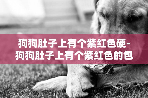 狗狗肚子上有個紫紅色硬-狗狗肚子上有個紫紅色的包