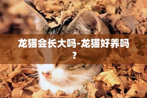 龍貓會長大嗎-龍貓好養嗎？