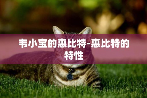 韋小寶的惠比特-惠比特的特性