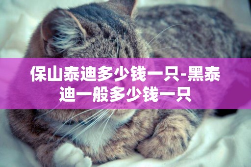 保山泰迪多少錢一只-黑泰迪一般多少錢一只