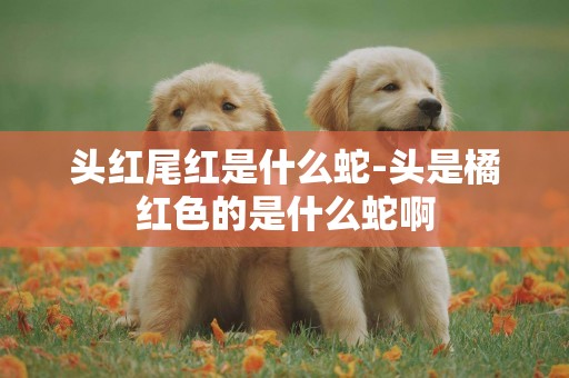 頭紅尾紅是什么蛇-頭是橘紅色的是什么蛇啊