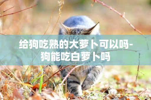 給狗吃熟的大蘿卜可以嗎-狗能吃白蘿卜嗎