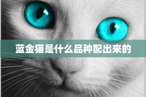 藍金貓是什么品種配出來的