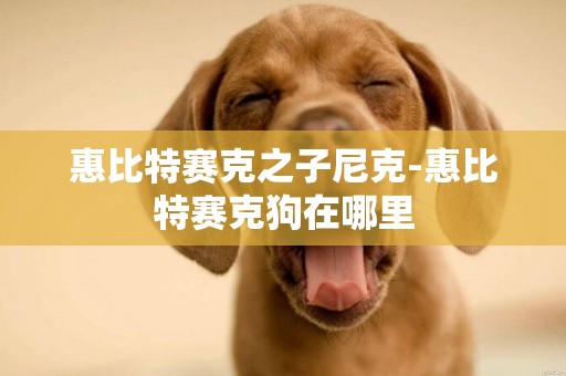 惠比特賽克之子尼克-惠比特賽克狗在哪里