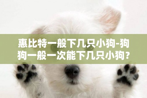 惠比特一般下幾只小狗-狗狗一般一次能下幾只小狗？