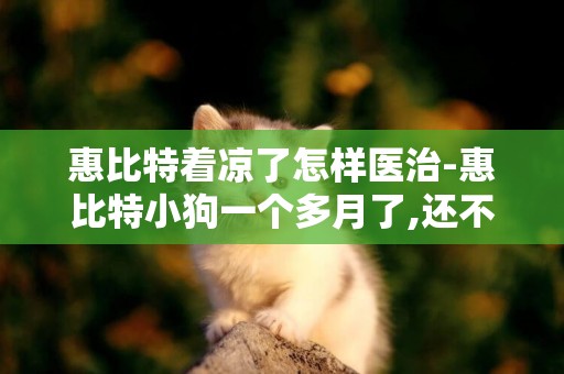惠比特著涼了怎樣醫治-惠比特小狗一個多月了,還不會走路!老是東倒西歪