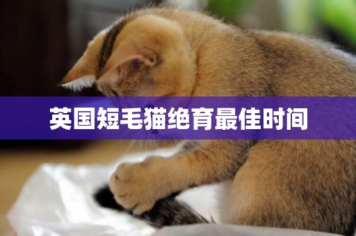 英國短毛貓絕育最佳時間