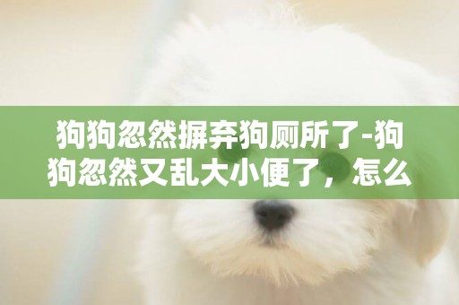狗狗忽然摒棄狗廁所了-狗狗忽然又亂大小便了，怎么回事