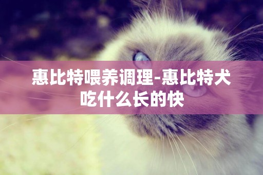 惠比特喂養調理-惠比特犬吃什么長的快