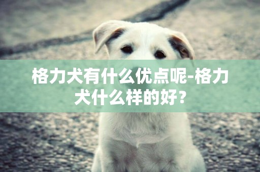 格力犬有什么優點呢-格力犬什么樣的好？