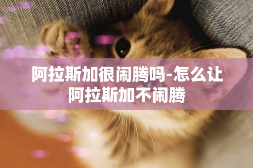 阿拉斯加很鬧騰嗎-怎么讓阿拉斯加不鬧騰