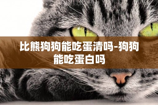比熊狗狗能吃蛋清嗎-狗狗能吃蛋白嗎