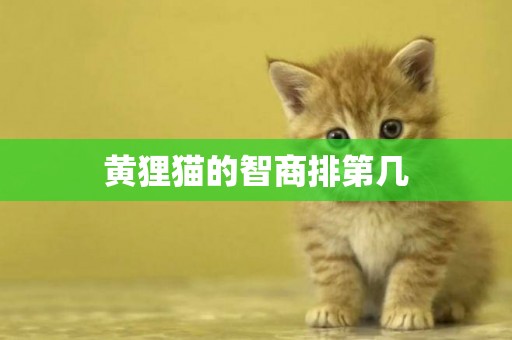 黃貍貓的智商排第幾