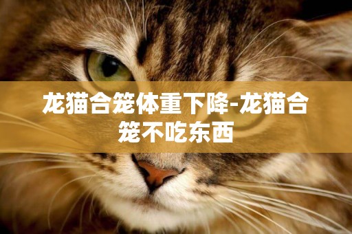 龍貓合籠體重下降-龍貓合籠不吃東西