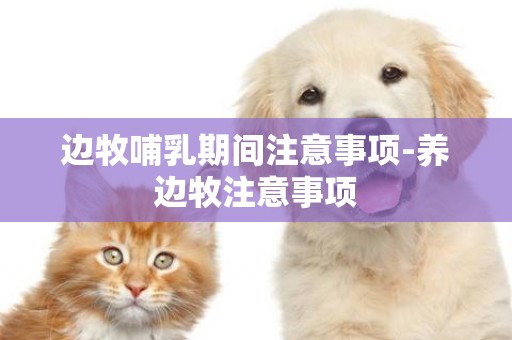 邊牧哺乳期間注意事項-養邊牧注意事項