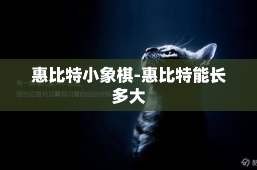 惠比特小象棋-惠比特能長多大