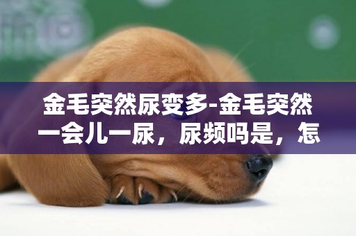 金毛突然尿變多-金毛突然一會兒一尿，尿頻嗎是，怎么回事兒？