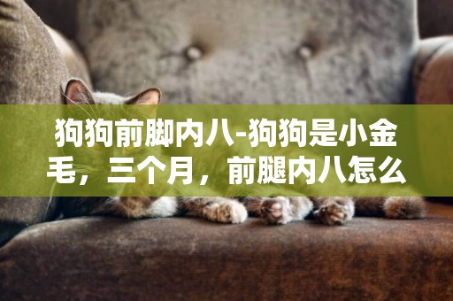 狗狗前腳內八-狗狗是小金毛，三個月，前腿內八怎么辦