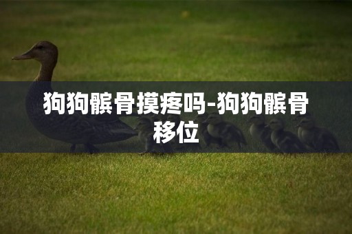 狗狗髕骨摸疼嗎-狗狗髕骨移位