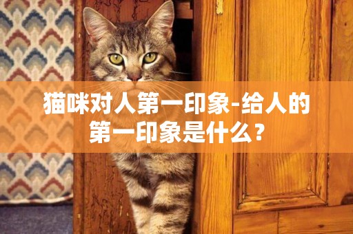 貓咪對人第一印象-給人的第一印象是什么？