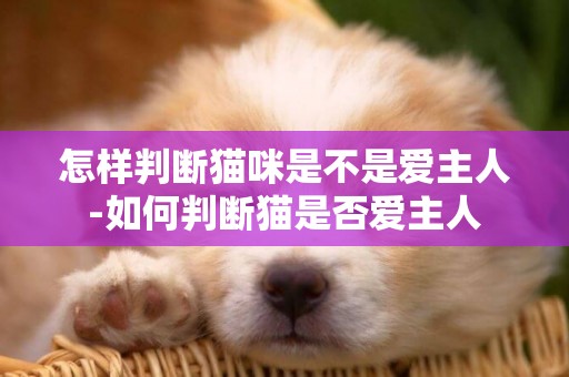 怎樣判斷貓咪是不是愛主人-如何判斷貓是否愛主人