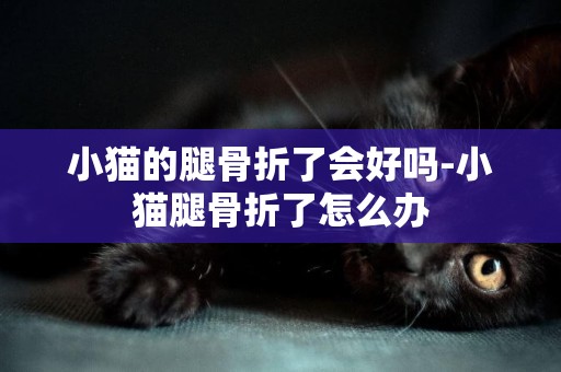 小貓的腿骨折了會好嗎-小貓腿骨折了怎么辦