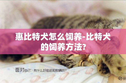 惠比特犬怎么飼養-比特犬的飼養方法?