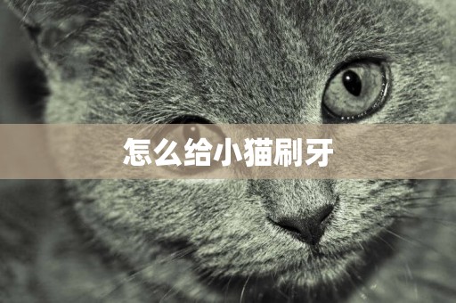怎么給小貓刷牙