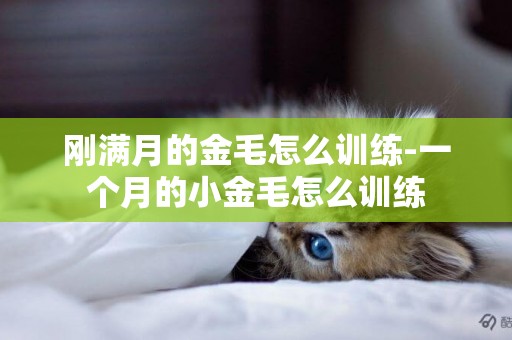 剛滿月的金毛怎么訓練-一個月的小金毛怎么訓練