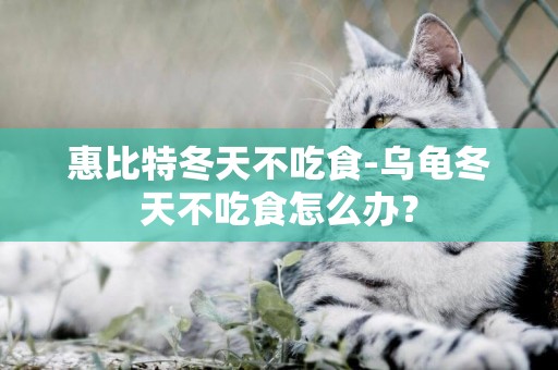 惠比特冬天不吃食-烏龜冬天不吃食怎么辦？