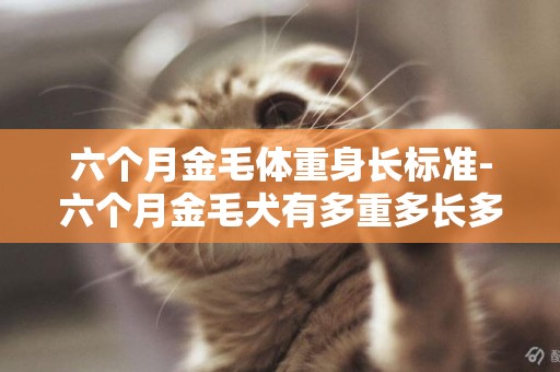 六個月金毛體重身長標準-六個月金毛犬有多重多長多高