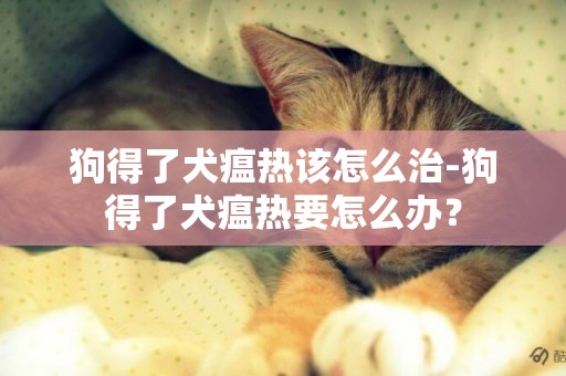 狗得了犬瘟熱該怎么治-狗得了犬瘟熱要怎么辦？