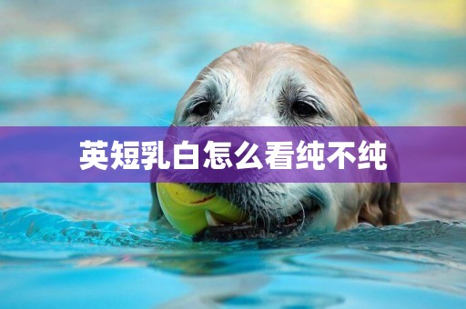 英短乳白怎么看純不純