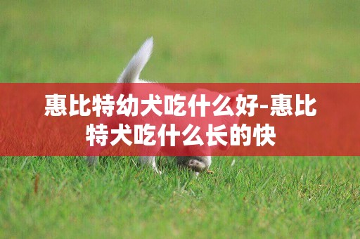 惠比特幼犬吃什么好-惠比特犬吃什么長的快