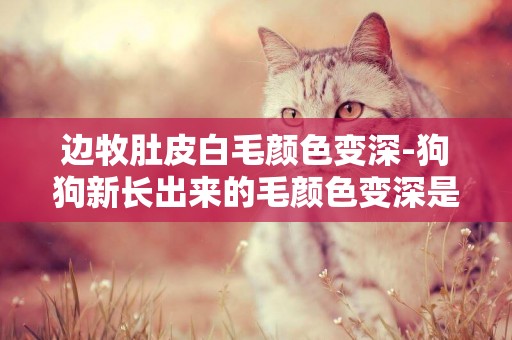 邊牧肚皮白毛顏色變深-狗狗新長出來的毛顏色變深是怎么回事