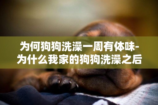 為何狗狗洗澡一周有體味-為什么我家的狗狗洗澡之后體味還是那么重？