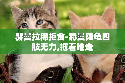 赫曼拉稀拒食-赫曼陸龜四肢無力,拖著地走