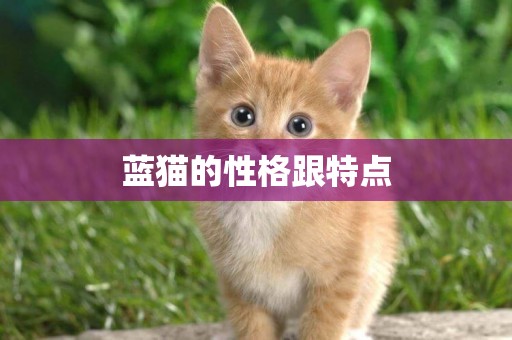 藍貓的性格跟特點
